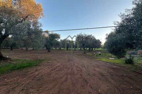 Ruinere i Ostuni, Brindisi, Ostuni - € 79.000 | Ref: Lamia Degli Uli - foto 3